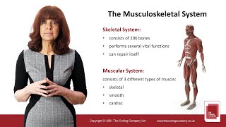 Video Training: The Musculoskeletal System
