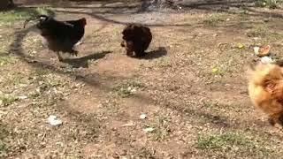 Our chickens with Momma and Papa red silkies