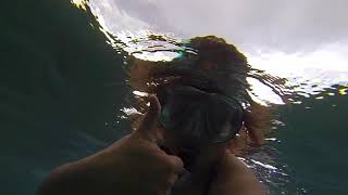 Turtles in Maui