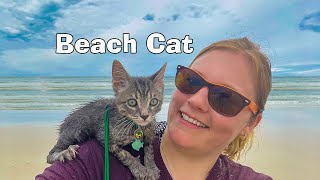 Our Kitten Loki visits the Ocean for the First time