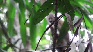 Fierce Fridays: Amazon monkeys are the smartest animals in the jungle!