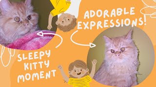 Cutest Sleepy Kitty Moments – You Won’t Believe Her Adorable Expressions! 😻💤