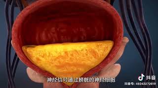 不要憋尿！