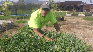Ground Cover Considerations: ABC acres - episode #158