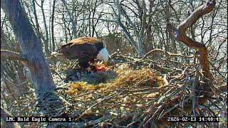 LMC Eagle Cam: 2026.02.13