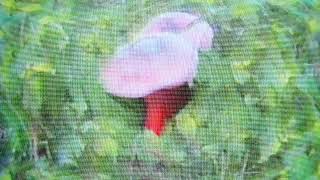 PJS - Natures - video by Room 208 premiered @ ENTER THE VOID 2