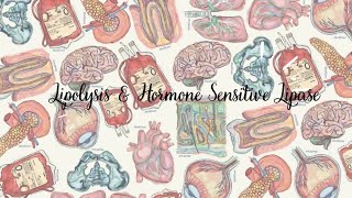 Lipolysis & Hormone Sensitive Lipase | Lipid Metabolism | Biochemistry Short Rapid Revision Videos