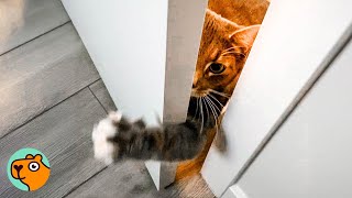 Man Never Wanted A Cat, Now He’s The Ultimate Cat Dad | Cuddle Buddies