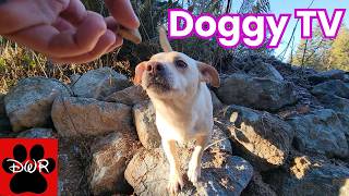 🐕‍🦺🐕🌲 Daycare for your dog 🐕‍🦺🐕🌲  Keep your dog busy while you are away or watch together 🥰❤💤