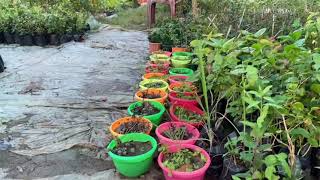 Plant 🪴 Nursery: Green Elixir @ Mahanga, Salipur Odisha | IPhone Videos