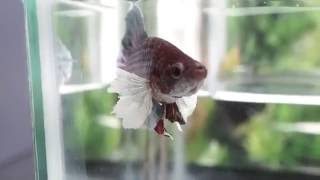 Live Betta Fish Female COPPER BLUE VIOLET Full Mask DUMBO Hmpk