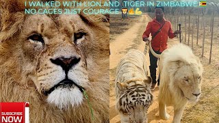 I Walked with Lions in Zimbabwe 🦁🇿🇼 | Unforgettable Safari Experience!" #viral #trending #travel