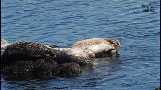 Chonky seals lazy afternoon nap