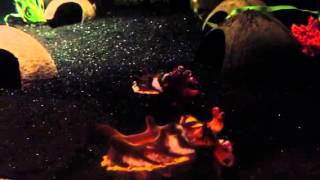 Cuttlefish being Flamboyant