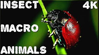 Insects And Animals - 4K Macro
