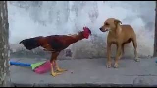 Horoz ile Köpek Kavga Ederse Kim Galip Gelir