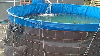 Pembesaran ikan koi dikolam terpal