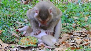 So much lovely baby monkey with mommy take care, Baby feels very comfortable.