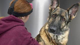 This Nervous German Shepherd Was Losing So Much Fur