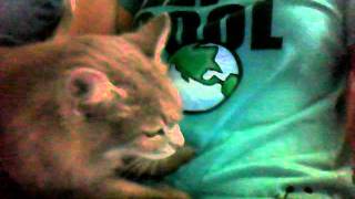kitty biscuits :3