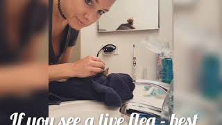 How to Bathe Foster Kittens