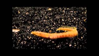 Fish Room Snippets: Pike Blenny