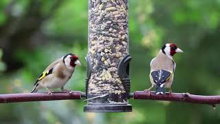 Best way to feed birds 4k HD 1080p video