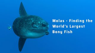 Finding the Mola, the World's Largest Bony Fish