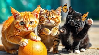 funny cats video 😂 ||Laugh Out LOUD at These HILARIOUS Cat Videos 2024!
