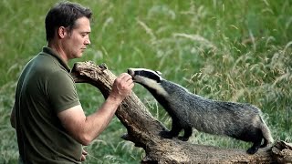 Adorable Badger Cubs Inspire New Painting | My Wildlife Art | Robert E Fuller