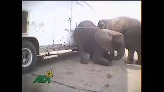 Stop Circus Suffering (USA, 2008) - Part 8