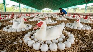 Harvesting Muscovy Duck Eggs - Raising Muscovy Ducks - Muscovy Duck Farm.