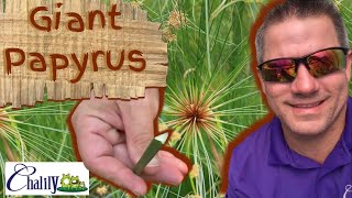 Giant Papyrus: Fireworks for Your Pond 🎆