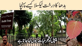 How Did Buddha's Sacred Tree Reach Taxila I Bodhi Tree I Living Successor of Real Tree in Bodh Gaya