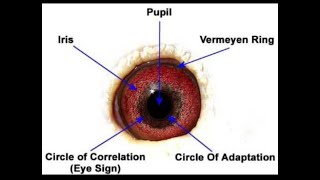 learn eyesign in 10 mins what to look for