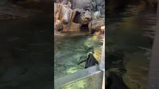 Playful penguins! Live. St. Louis Zoo!