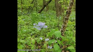Rainforest Sounds For Sleep | Relaxing Binaural Bird Sounds And Frog Sounds | 1 Hour Audio Only