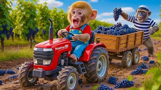 Coco Monkey & Nana Monkey Drive the Tractor & Cause a Grape Disaster | Fun Farm Life Adventures! 🌾🐒