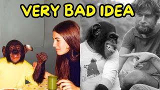Chimp Raised as a Human Goes WRONG