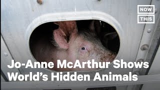 Jo-Anne McArthur's New Book Documents World's Hidden Animals