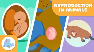 REPRODUCTION IN ANIMALS 🐶🐦 SEXUAL and ASEXUAL 🥚🤰🏻 OVIPAROUS, VIVIPAROUS, OVOVIPAROUS