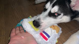finding Enzo the Siberian huskies first baby tooth when playing tug