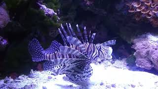 Lionfish