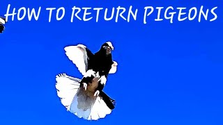 How to return pigeons