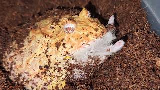 Pacman Frog Ambushes Hamster - Warning Live Feeding