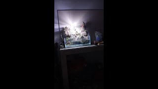 Live