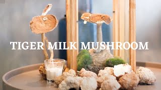 TigerPro - Tiger Milk Mushroom
