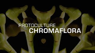 Protoculture - Chromaflora