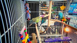 Cute Budgies Playing Around In Their Cage! 💫