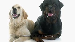 Magnificent dog breeds #dog #breed #generation #variety